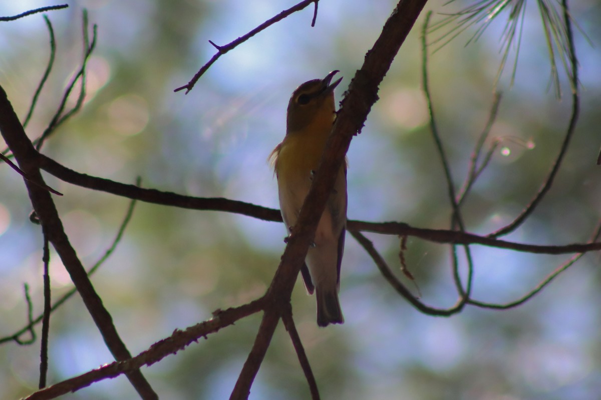 Yellow-throated Vireo - ML593394141
