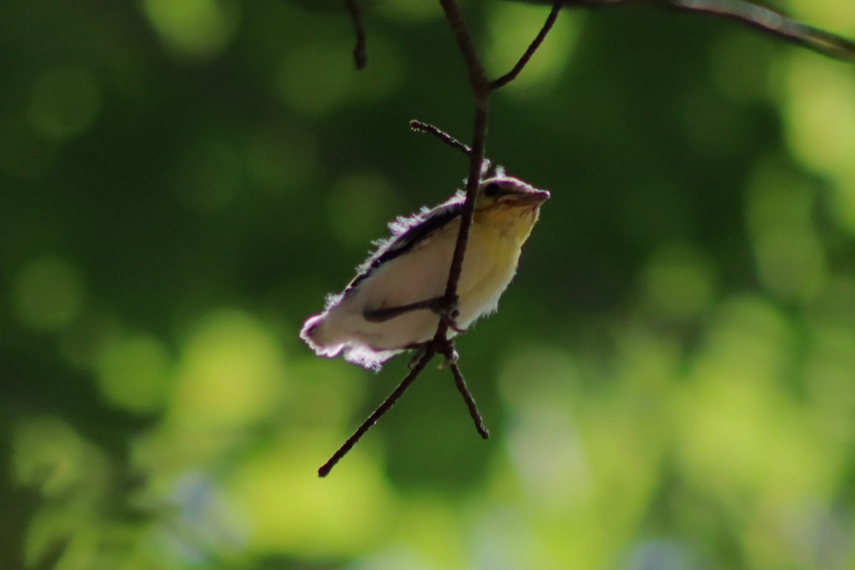 Yellow-throated Vireo - ML593394151