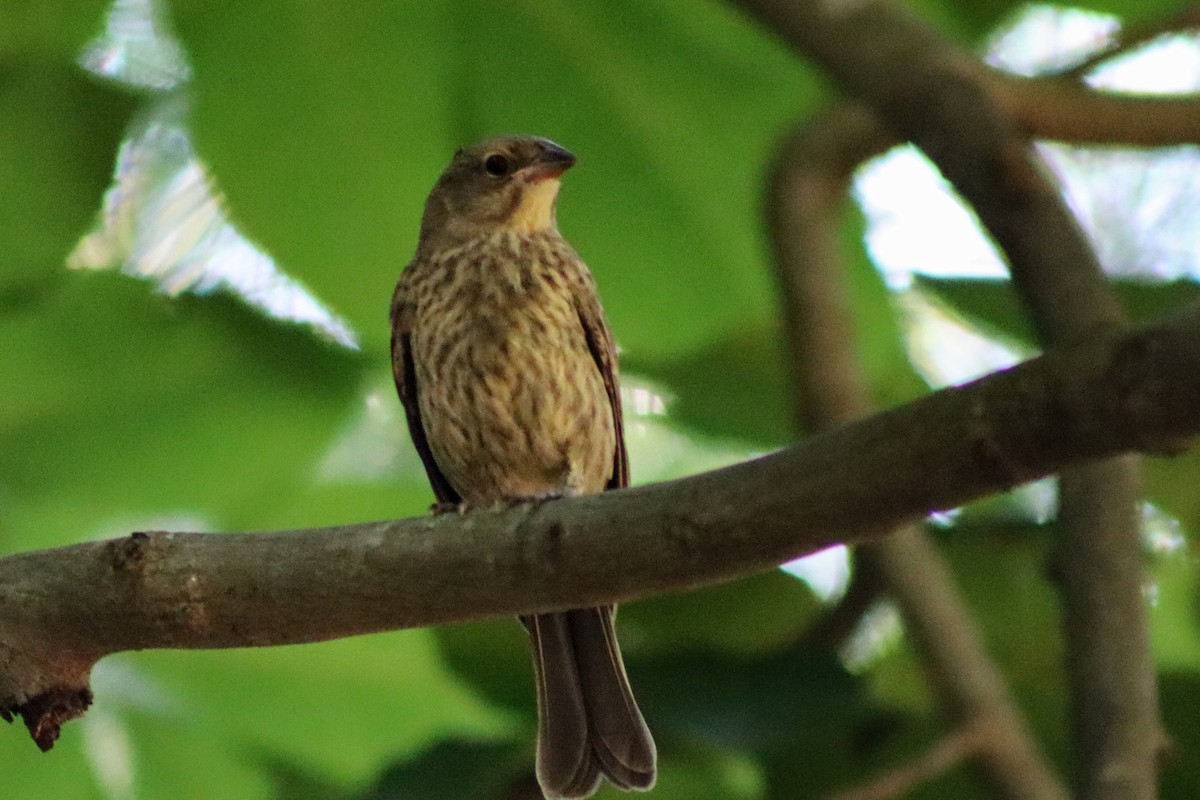 House Finch - ML593394181