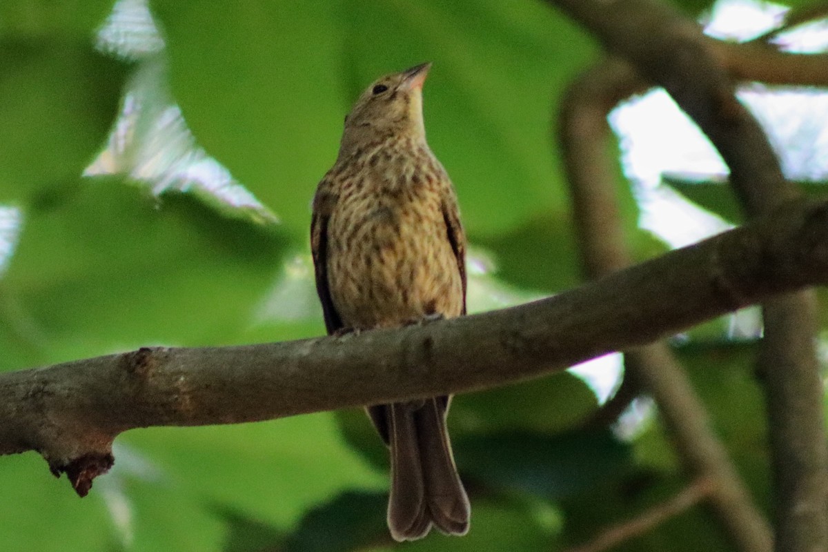 House Finch - ML593394191