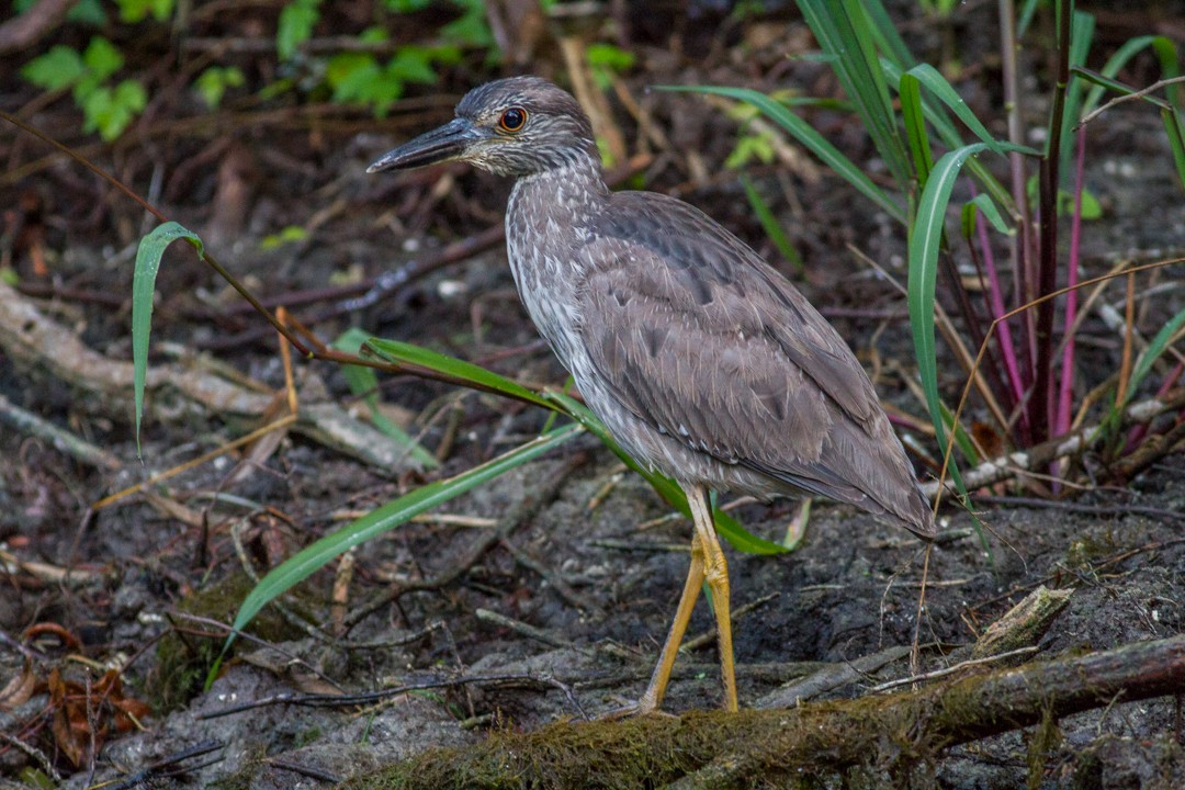 Yellow-crowned Night Heron - ML59339451