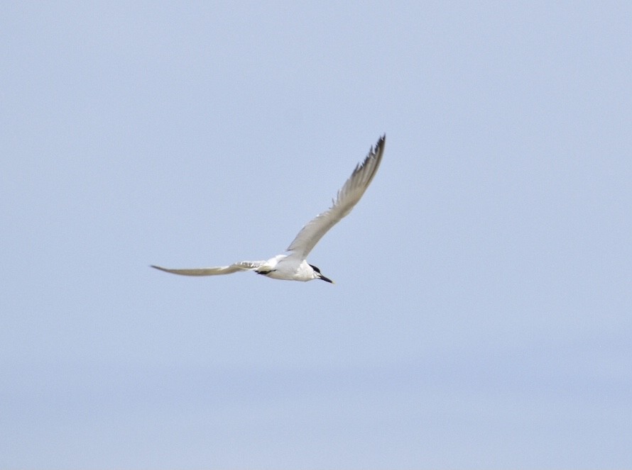 Sandwich Tern - ML593395811