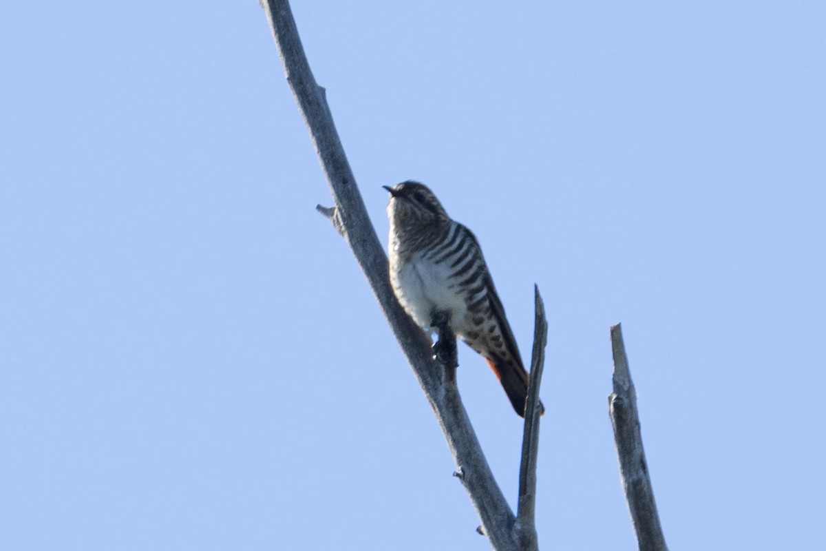 Horsfield's Bronze-Cuckoo - ML593395851
