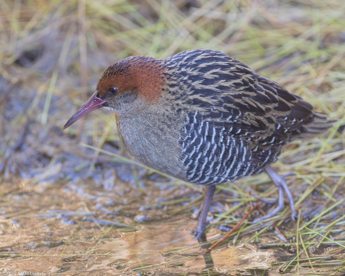 Lewin's Rail - ML593395891