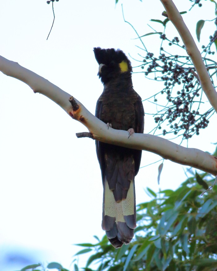 Cacatúa Fúnebre Coliamarilla - ML593398131