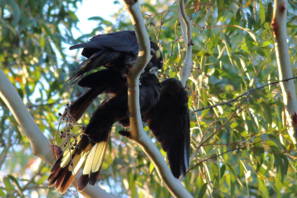 Yellow-tailed Black-Cockatoo - ML593398151