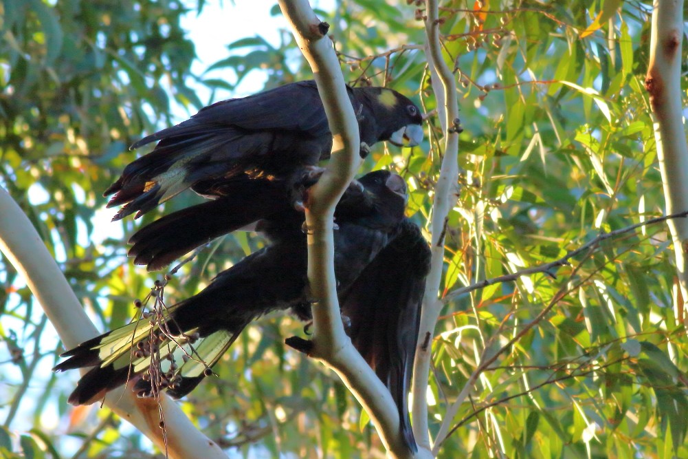 Yellow-tailed Black-Cockatoo - ML593398161