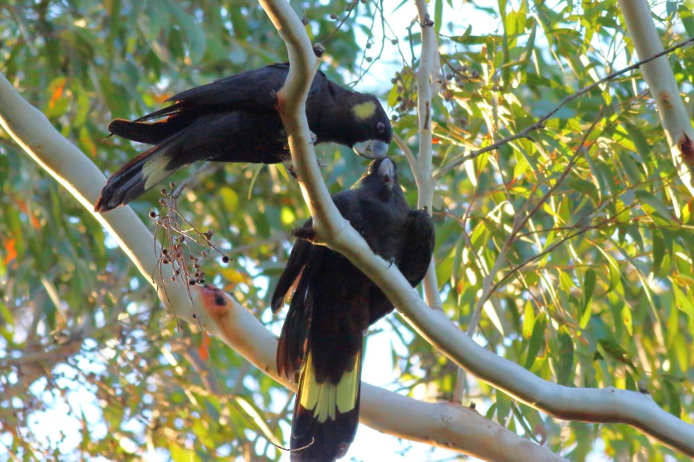 Cacatúa Fúnebre Coliamarilla - ML593398171