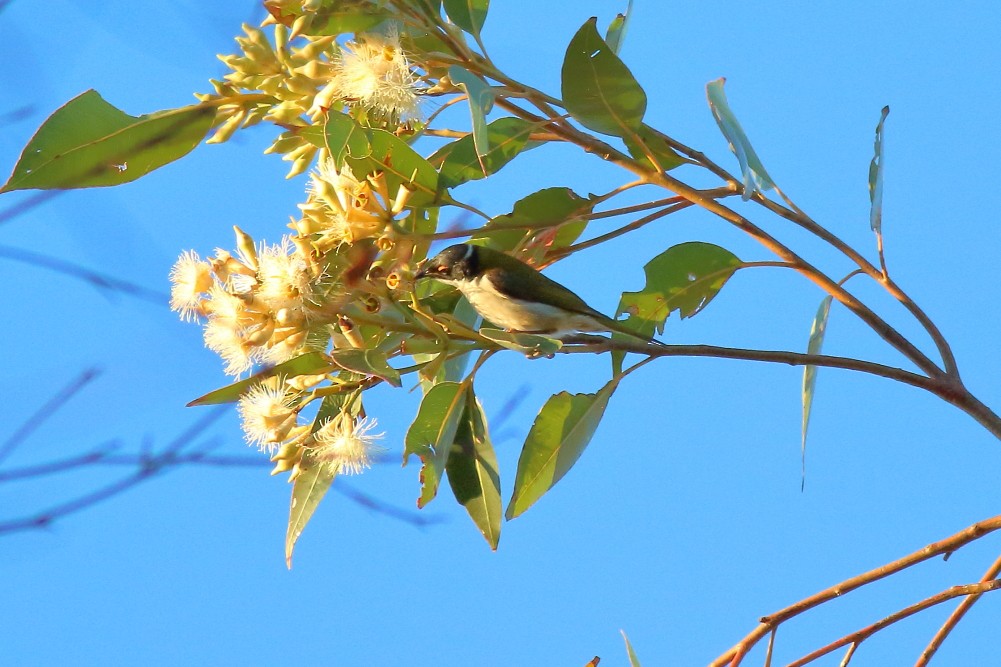 White-naped Honeyeater - ML593398211