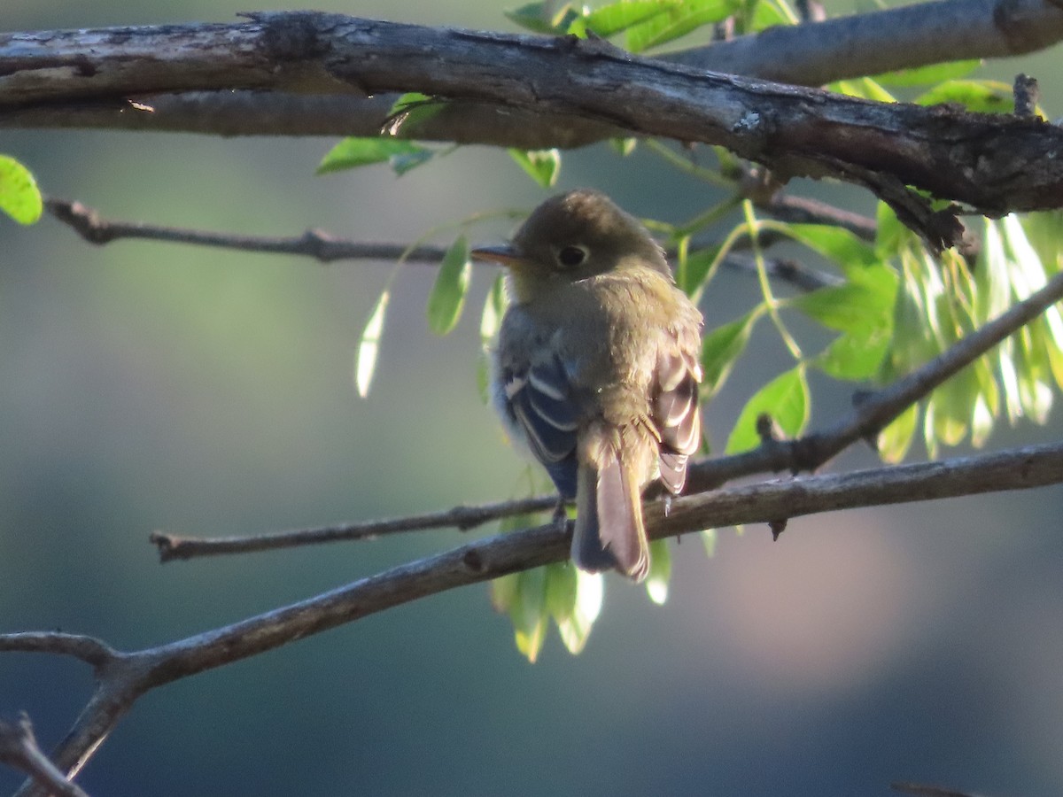 Western Flycatcher (Pacific-slope) - Tina Tan
