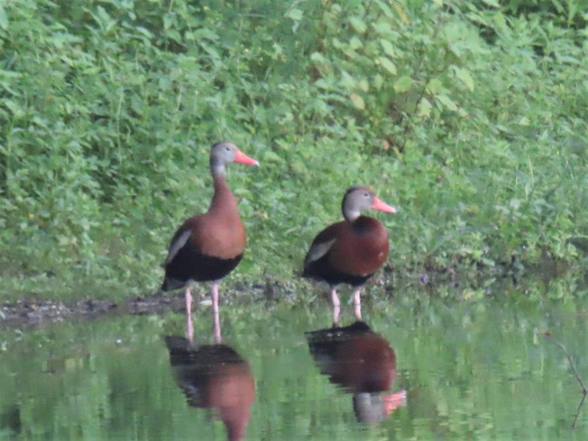 Black-bellied Whistling-Duck - ML593398601