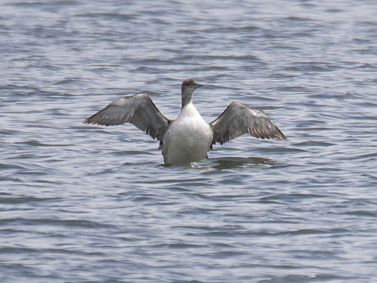 Common Loon - Dave Prentice