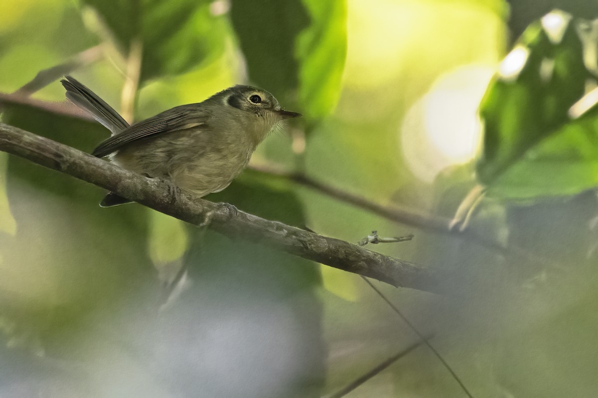 Oustalet's Tyrannulet - ML593399261