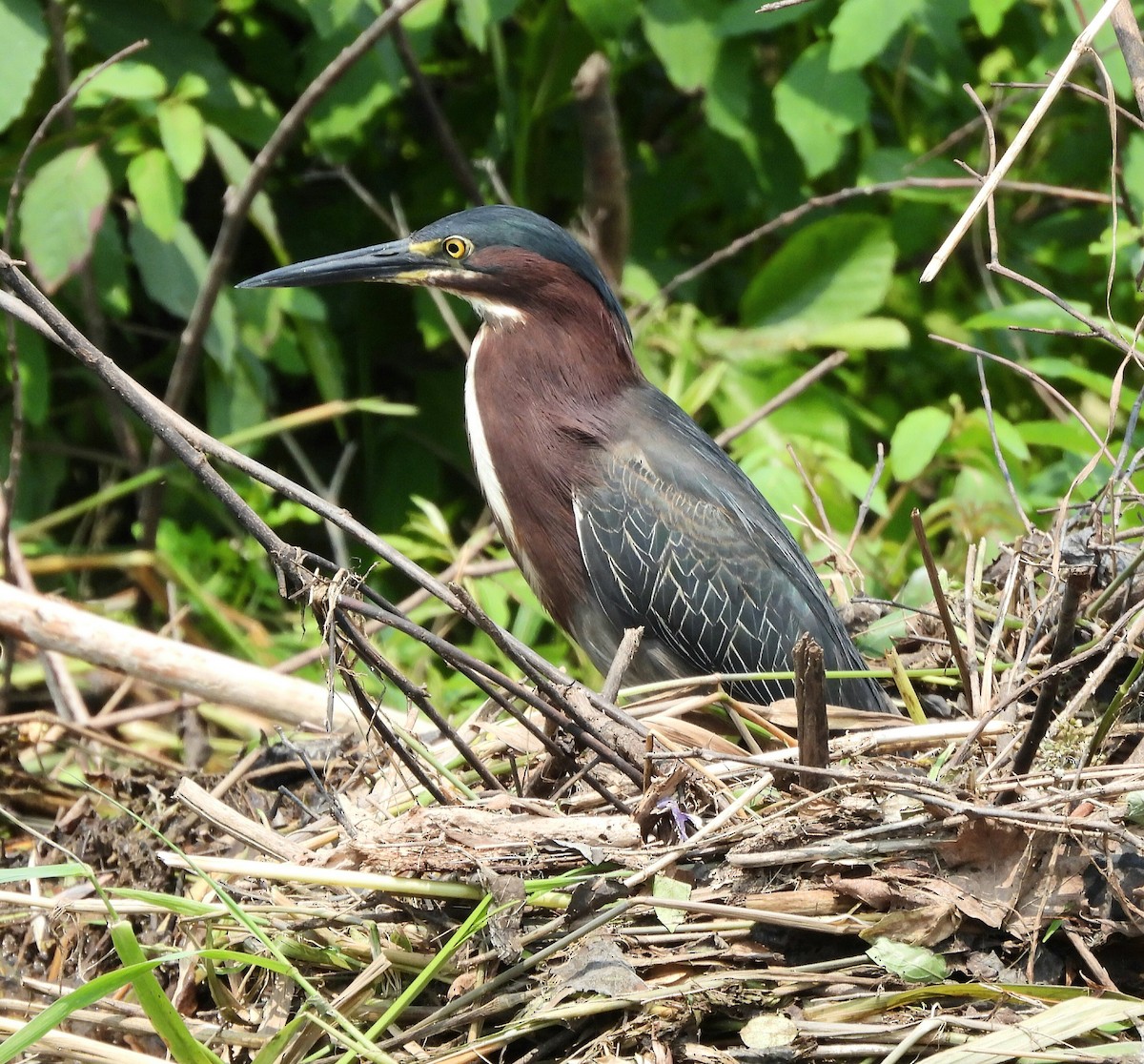 Green Heron - ML593400561