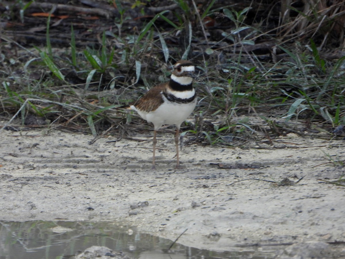 Killdeer - ML593400581