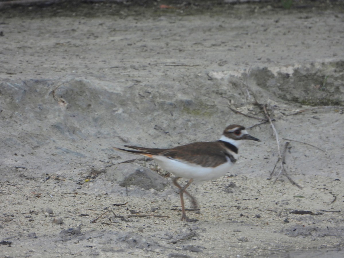 Killdeer - bob butler