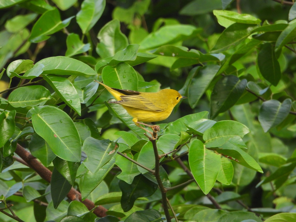 Yellow Warbler (Golden) - bob butler