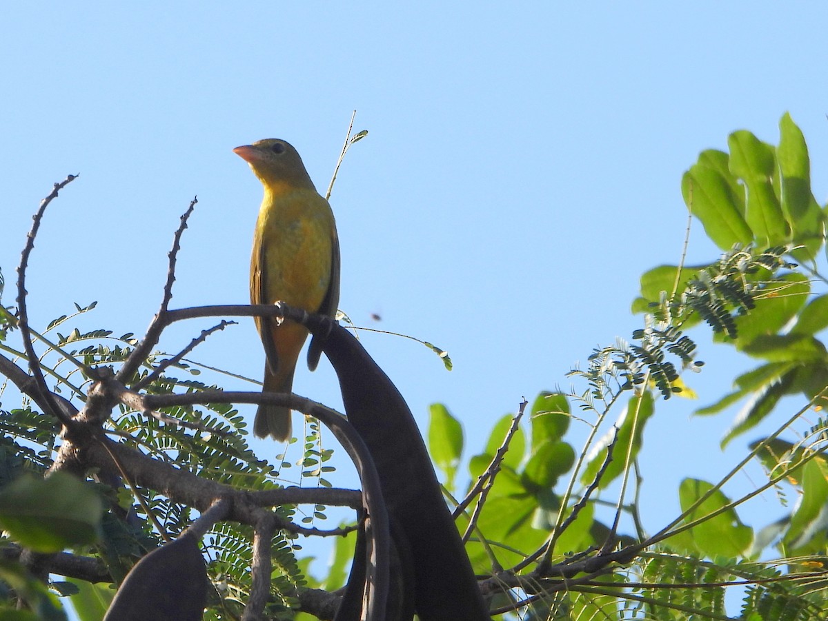 Summer Tanager - bob butler