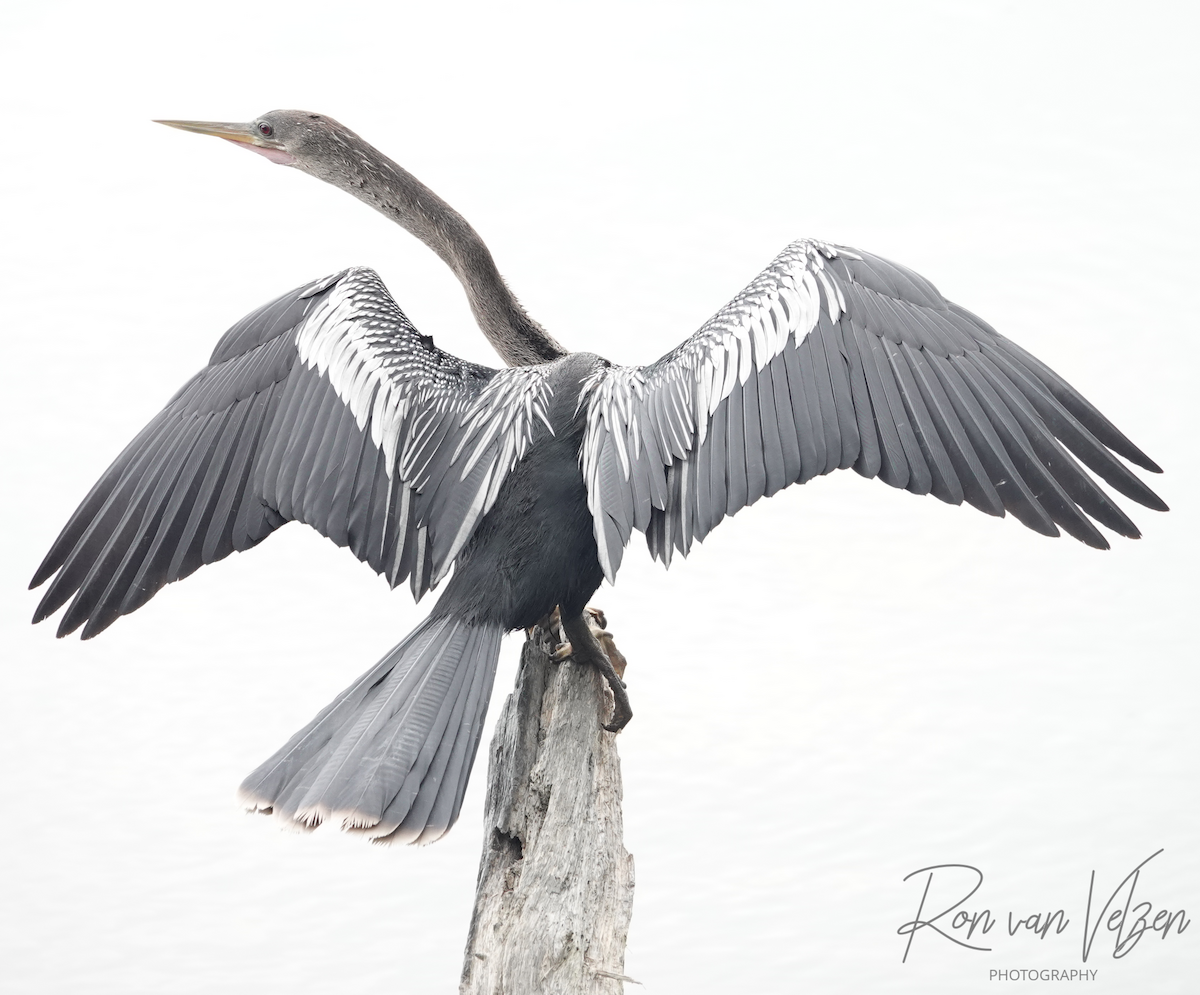 Amerika-Schlangenhalsvogel - ML593401611