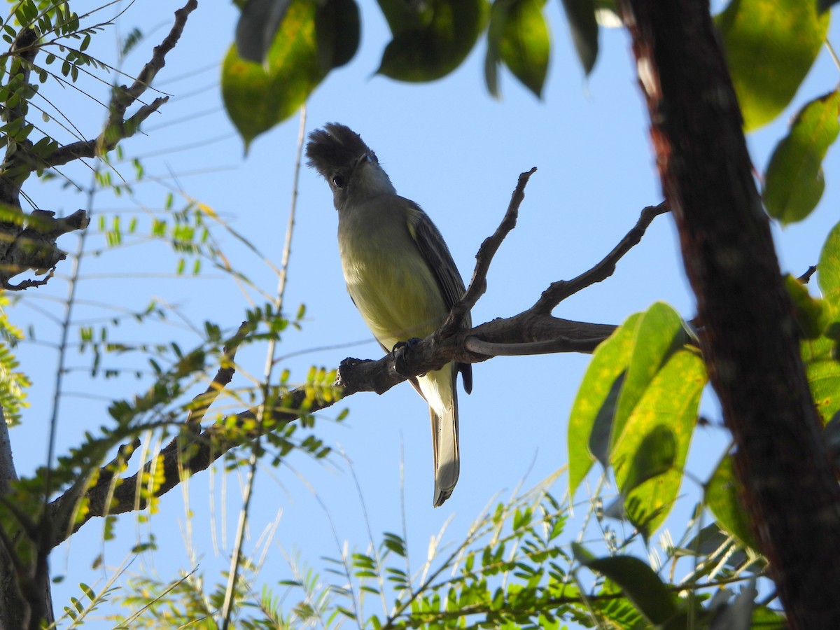 Yellow-bellied Elaenia - bob butler