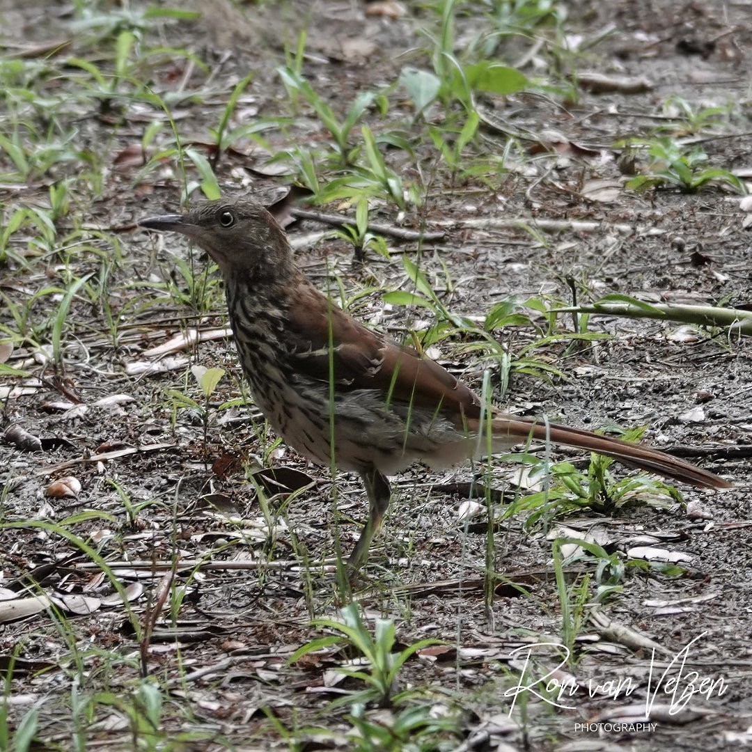 Brown Thrasher - ML593401811