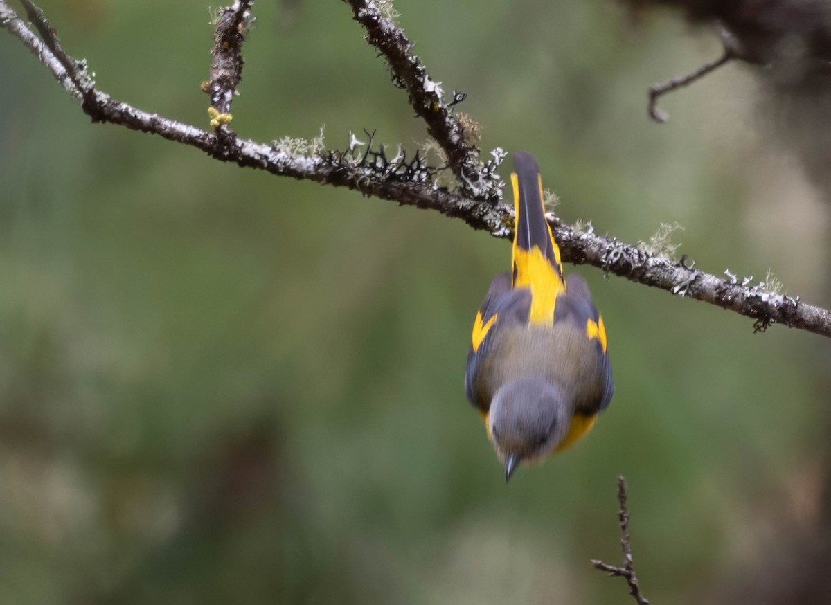 Long-tailed Minivet - jimmy Yao