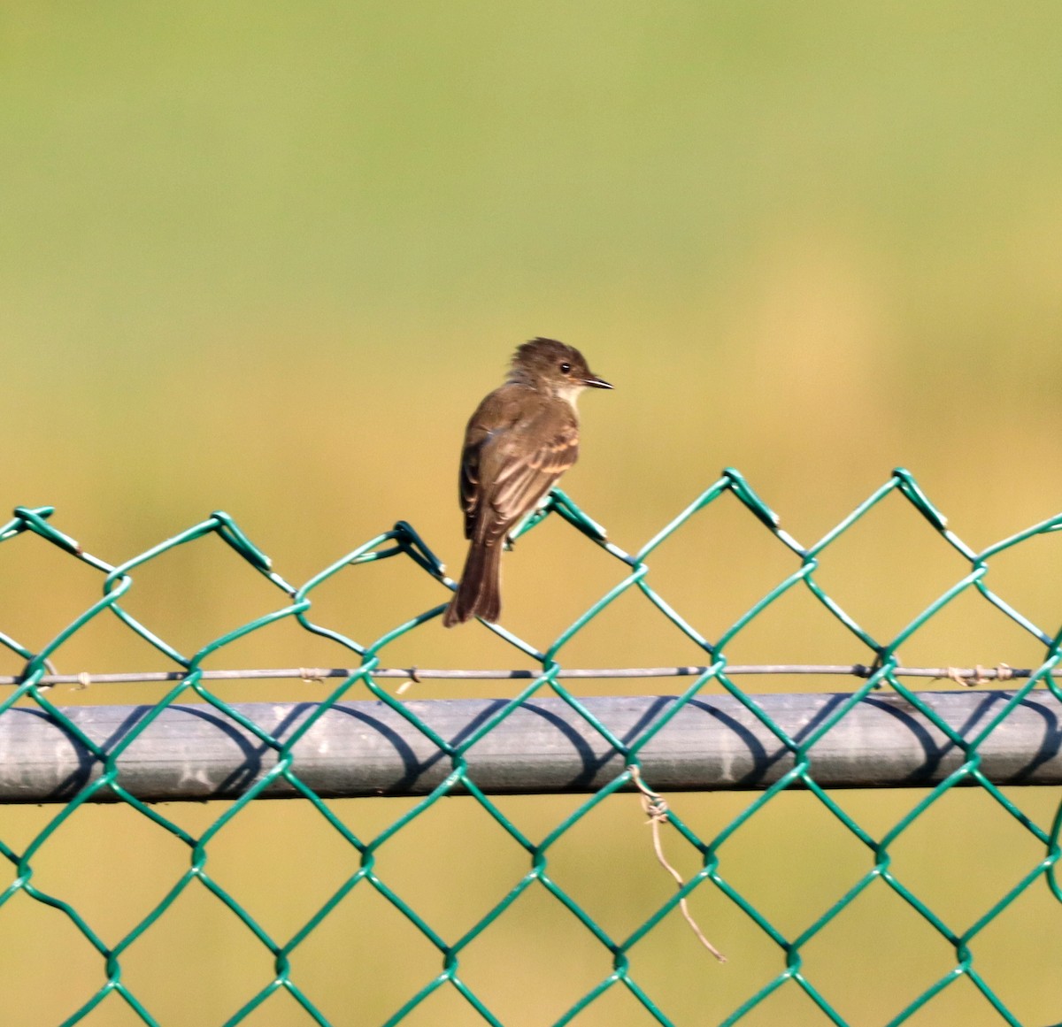 Eastern Phoebe - ML593404961