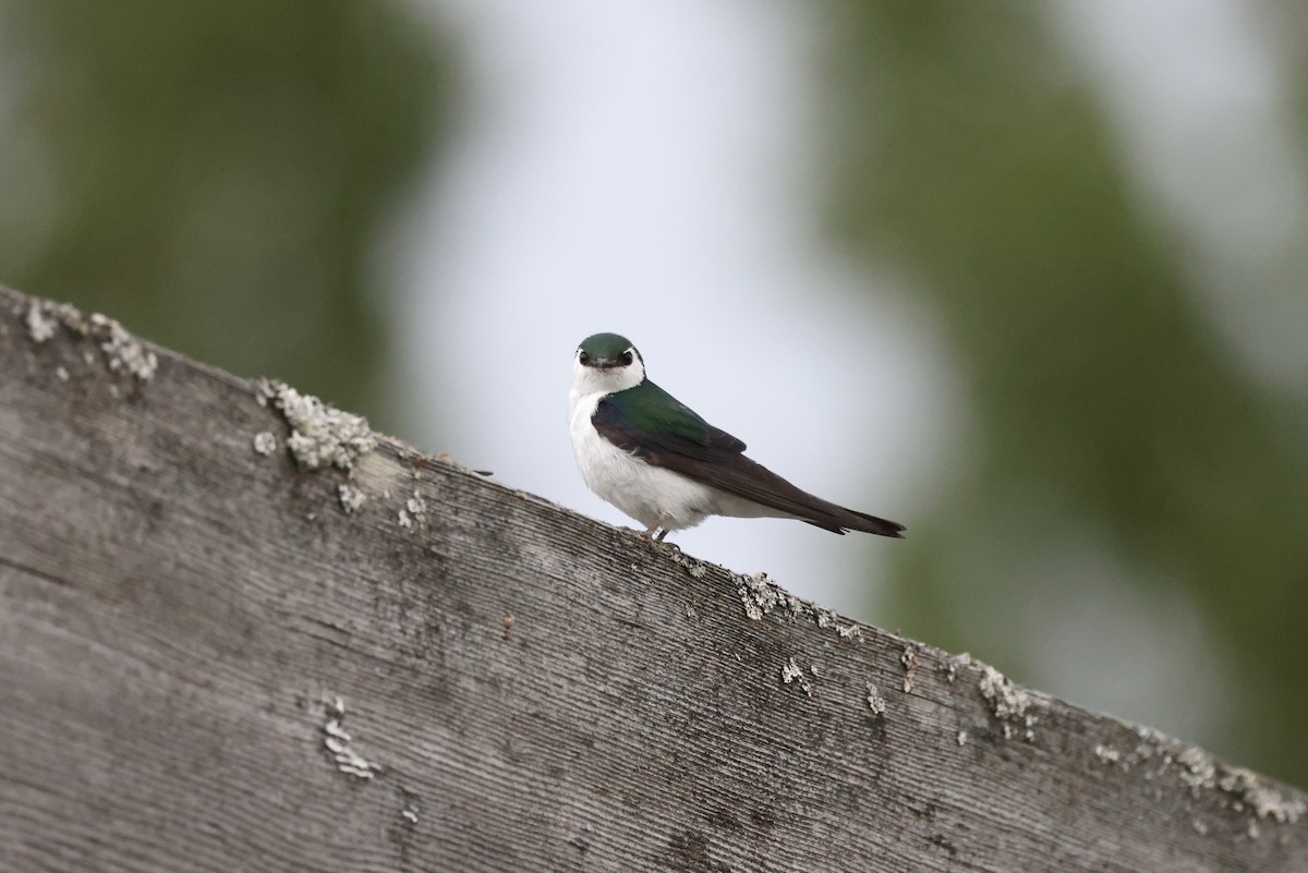 Violet-green Swallow - Brandon Corry