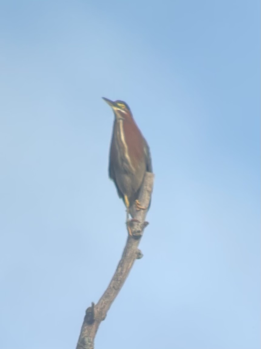 Green Heron - ML593407051