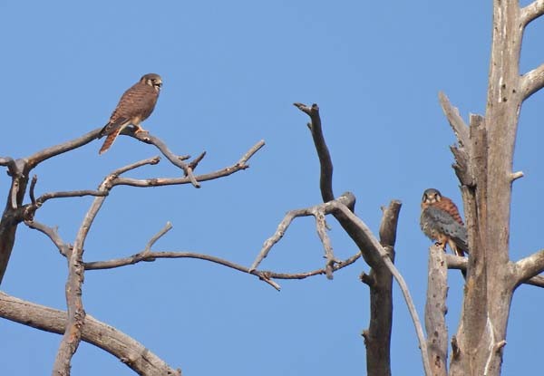 アメリカチョウゲンボウ - ML593407581