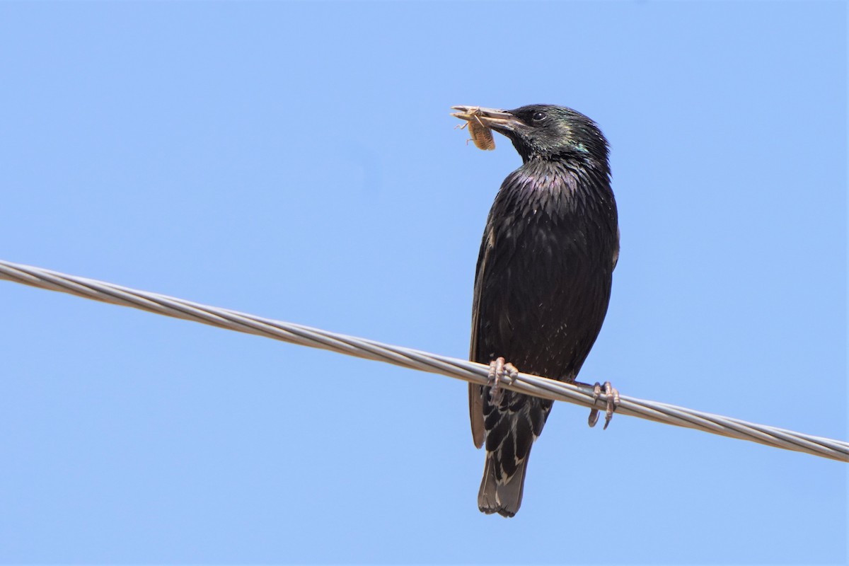 European Starling - ML593407891