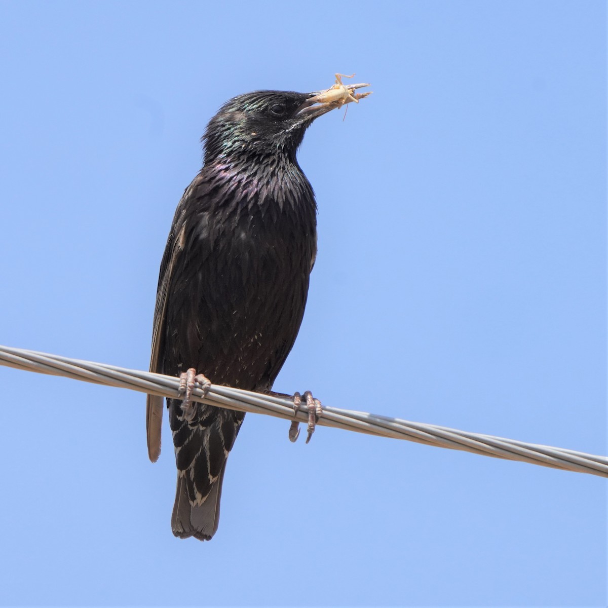 European Starling - ML593407901