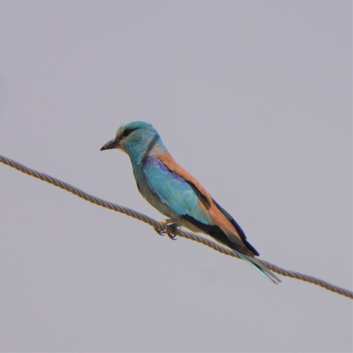 European Roller - ML593407951
