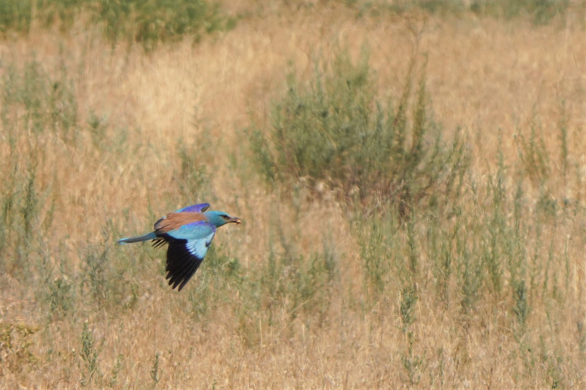 European Roller - ML593407961