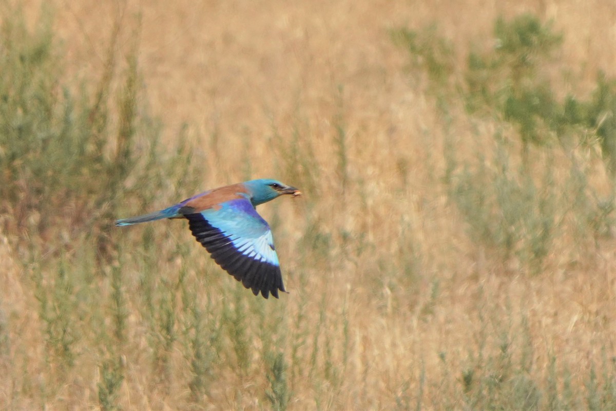 European Roller - ML593407971