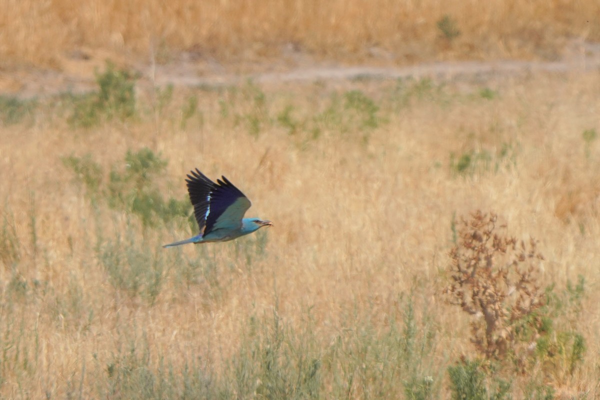 European Roller - ML593407981