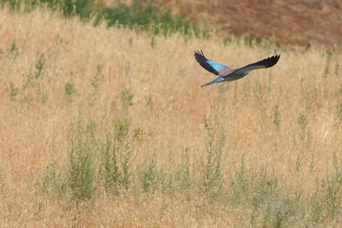 European Roller - ML593407991