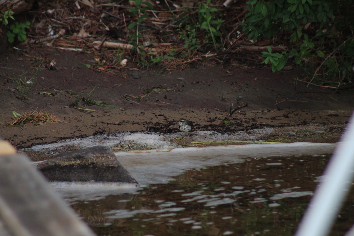 Northern Waterthrush - ML593408731