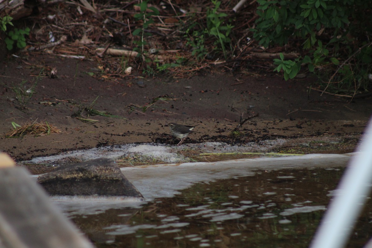 Northern Waterthrush - ML593408751