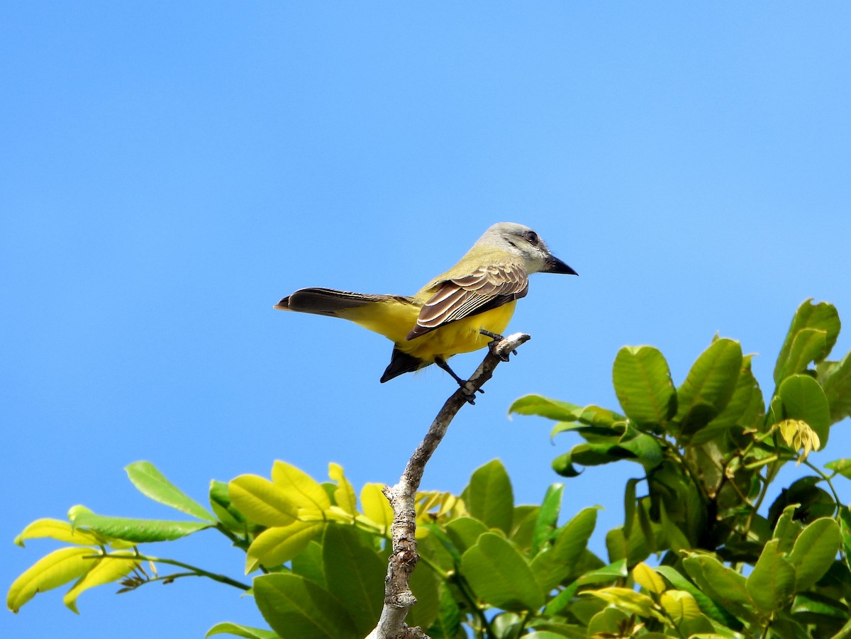 Couch's Kingbird - bob butler