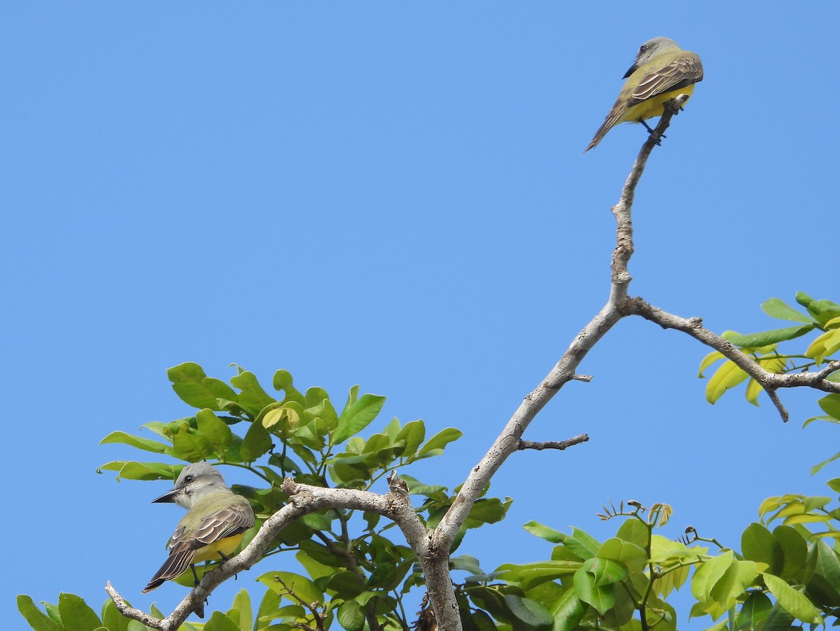 Couch's Kingbird - bob butler