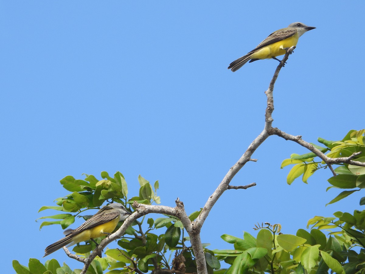 Couch's Kingbird - bob butler