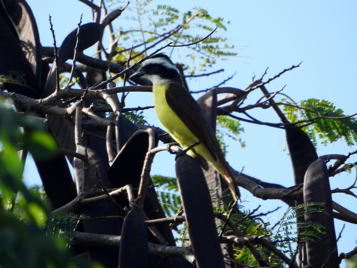 Great Kiskadee - bob butler