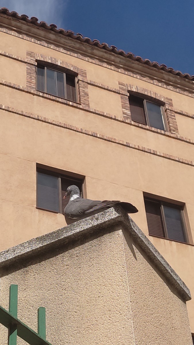 Pigeon ramier - ML593412451