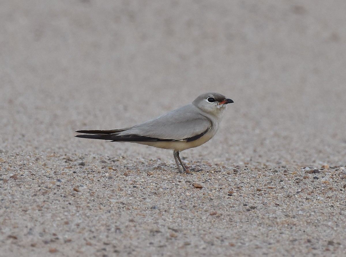 Small Pratincole - ML59341271