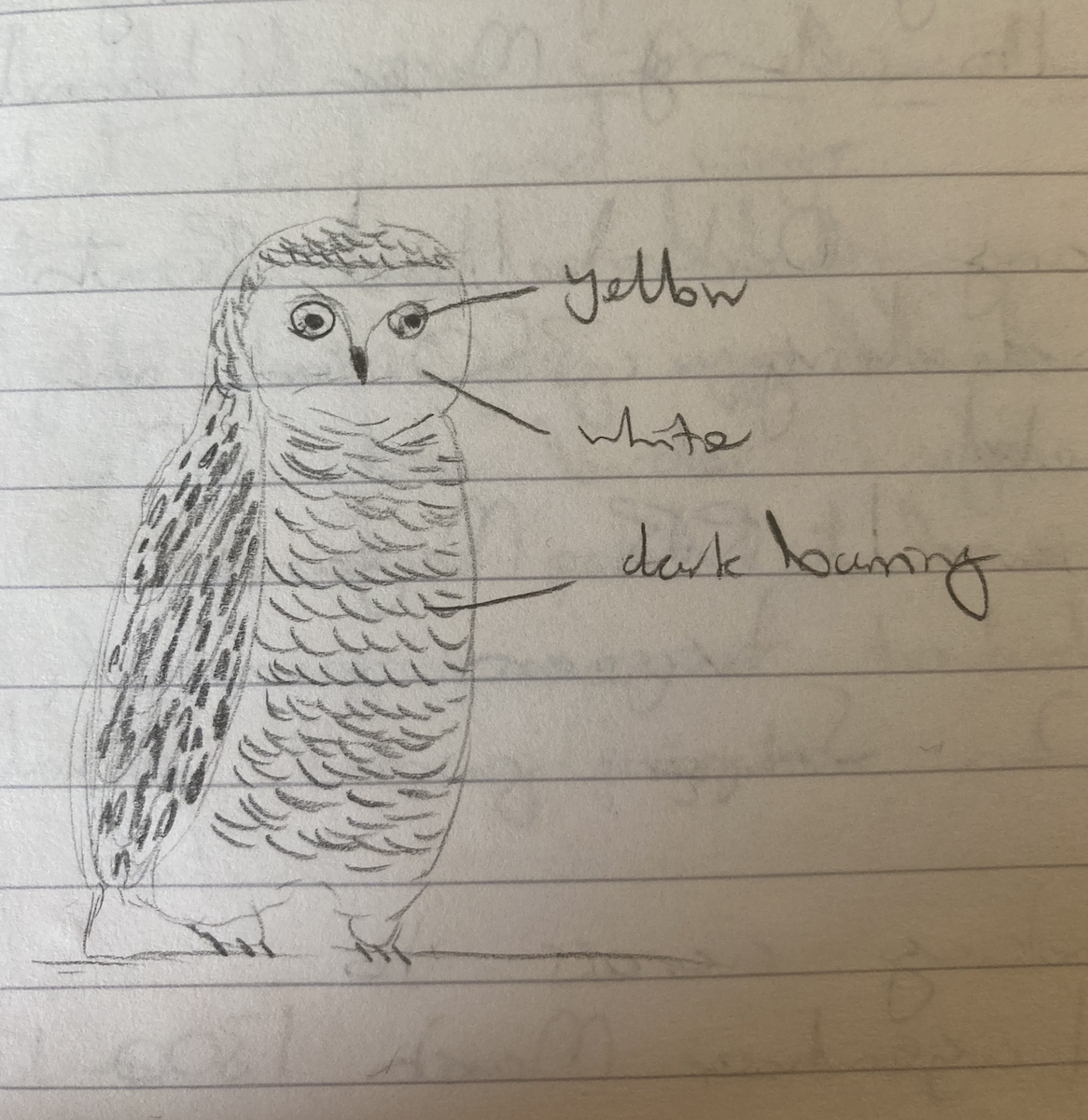 Snowy Owl - ML593413271