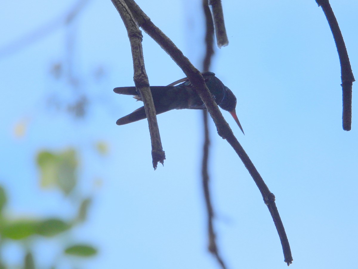 kolibřík cozumelský - ML593413371
