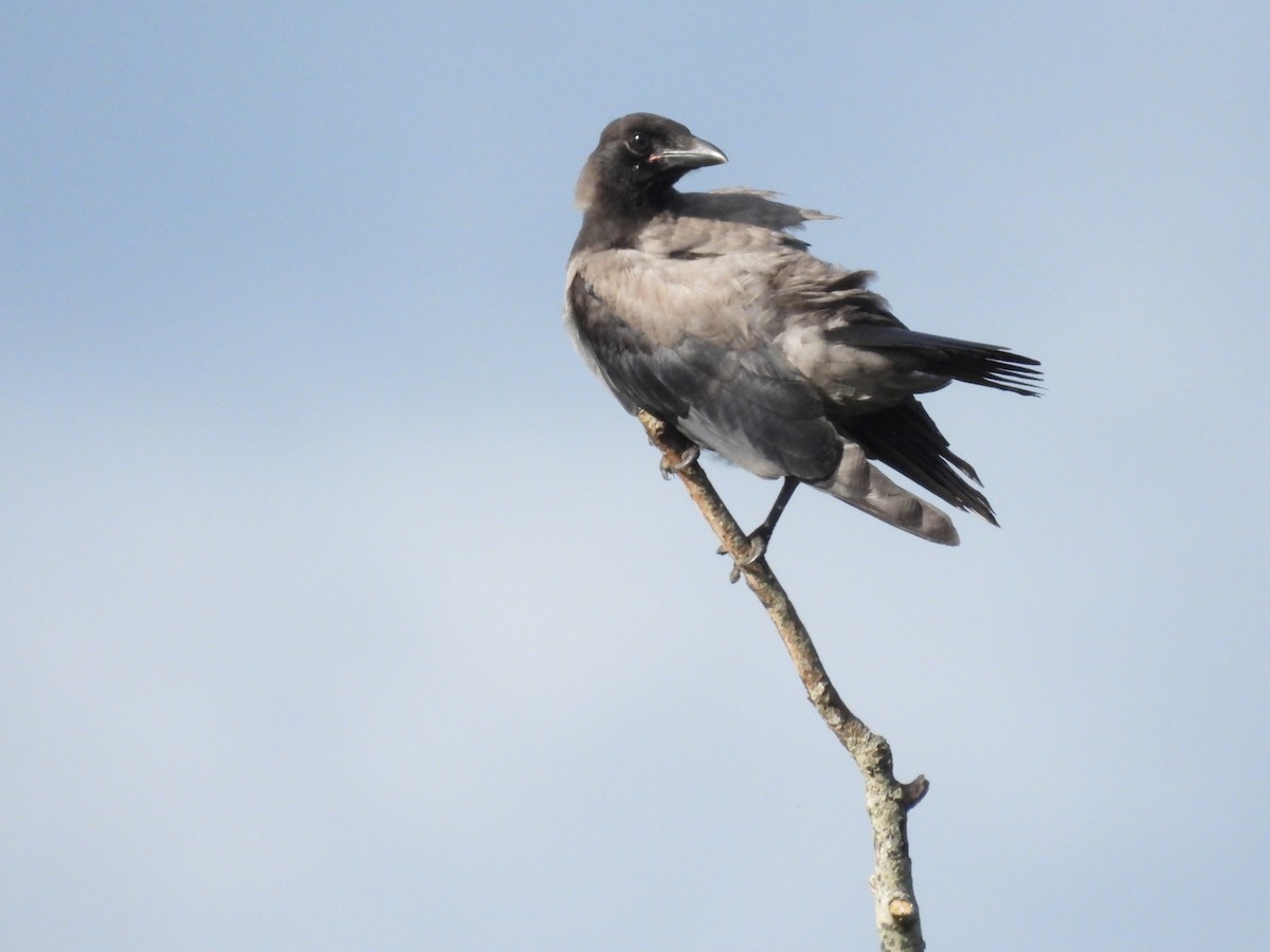 Hooded Crow - ML593413491