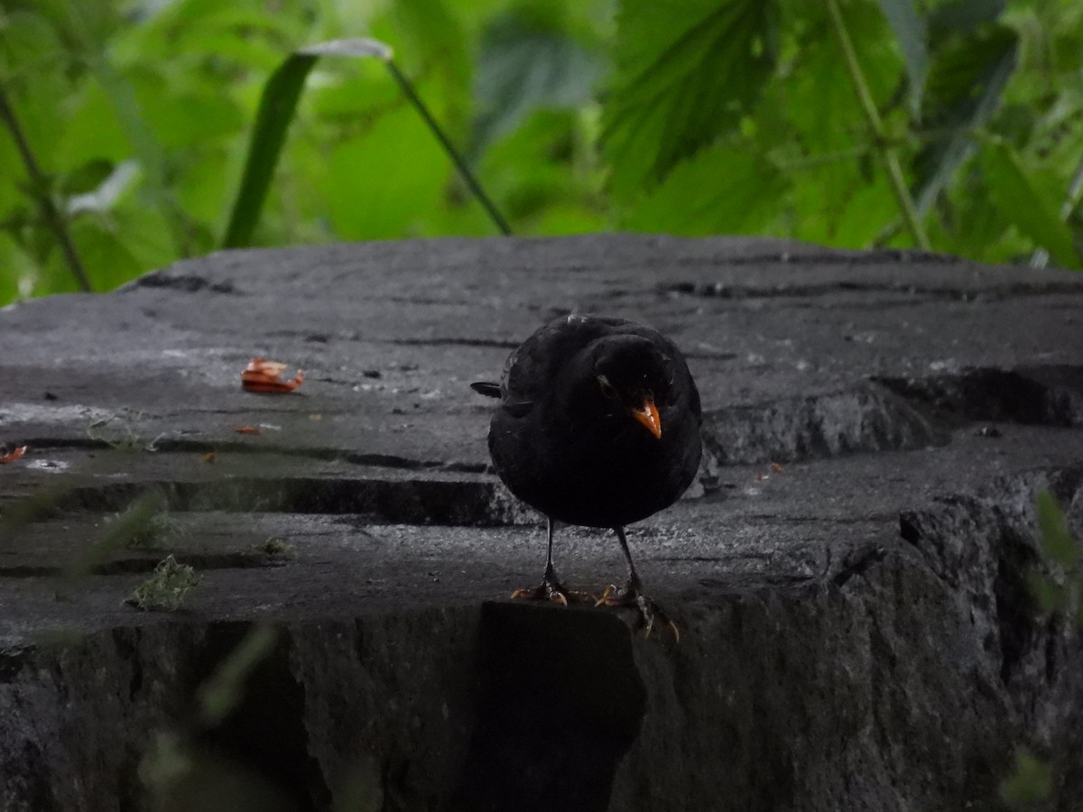 Eurasian Blackbird - Ronan O'Carra