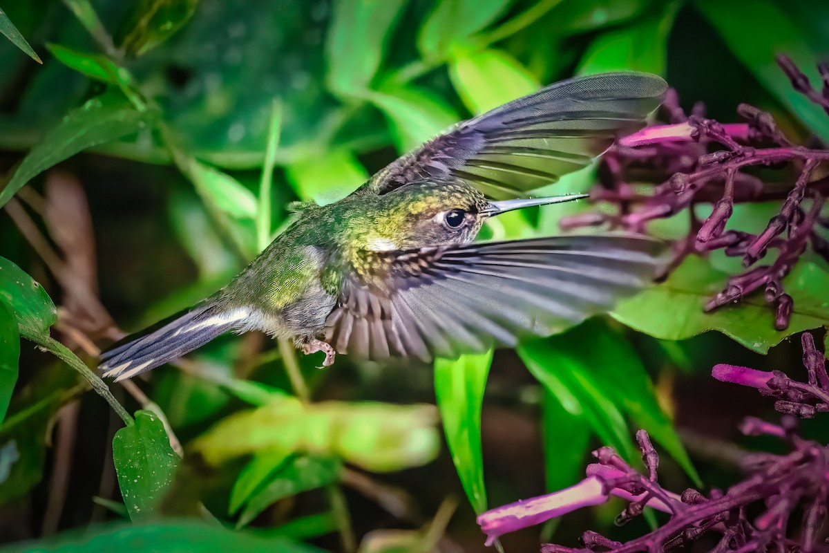 Ecuadorian Piedtail - Pancho Enriquez